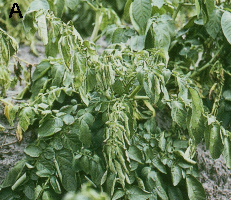 Symptoms of potato brown rot and tomato bacterial wilt caused by R. solanacearum