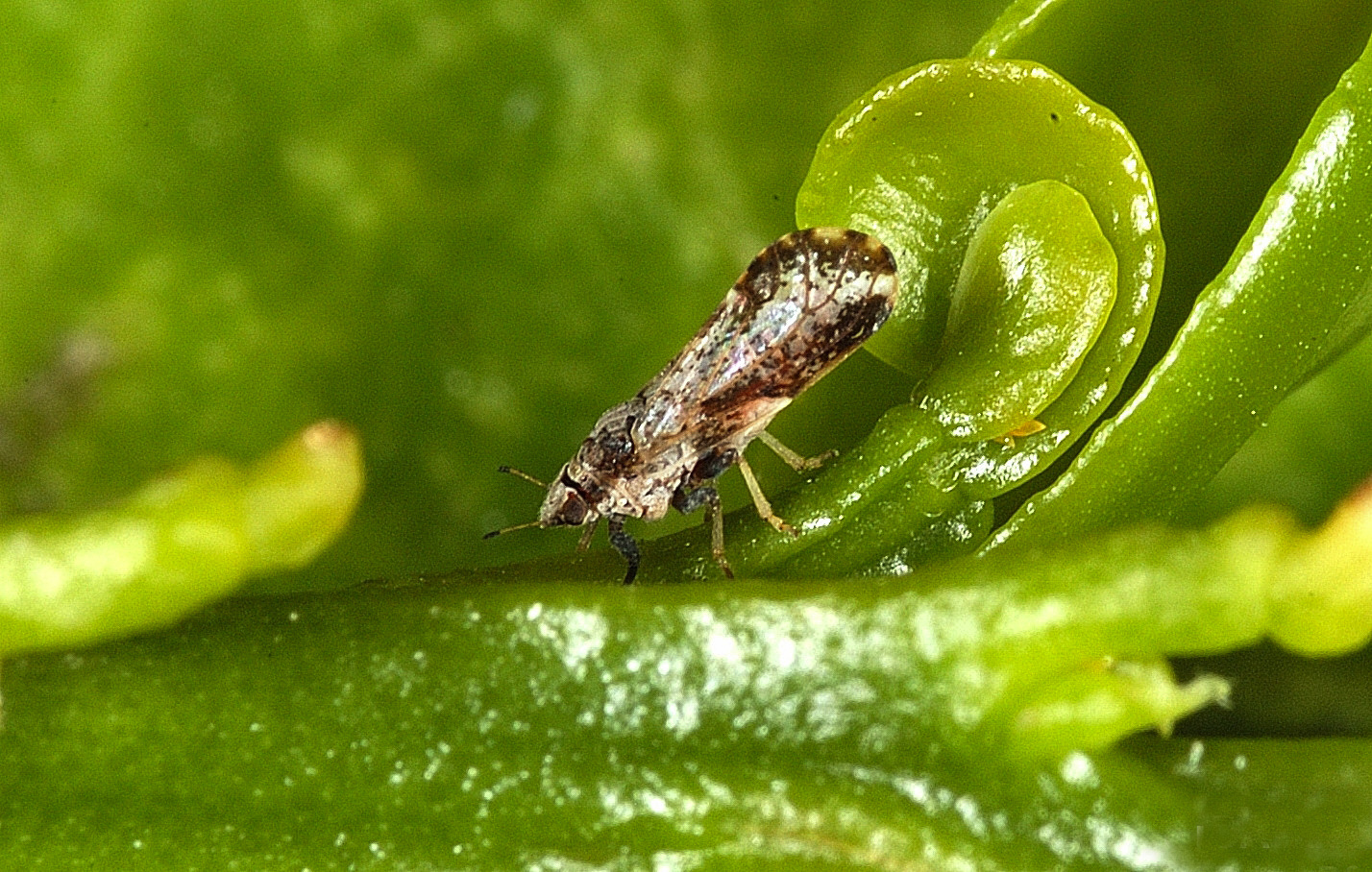 Adult Asian citrus psyllid on a young citrus leaf