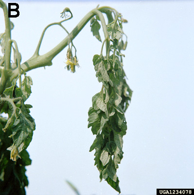 Additional potato brown rot and tomato bacterial wilt image