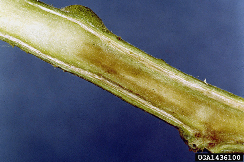 Brown discoloration of stem tissues caused by R. solanacearum