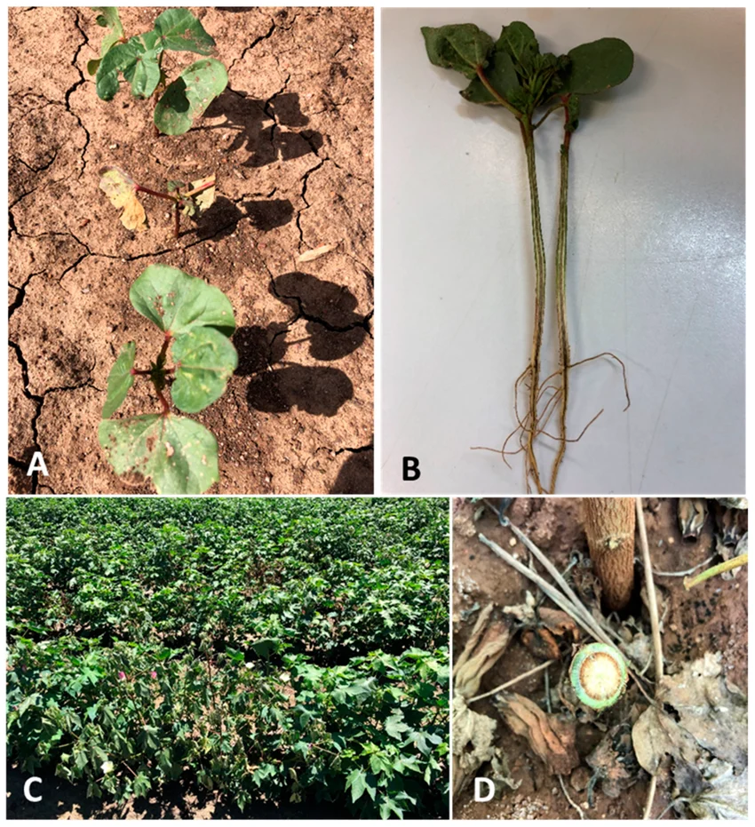 Field symptoms of Fusarium wilt in cotton