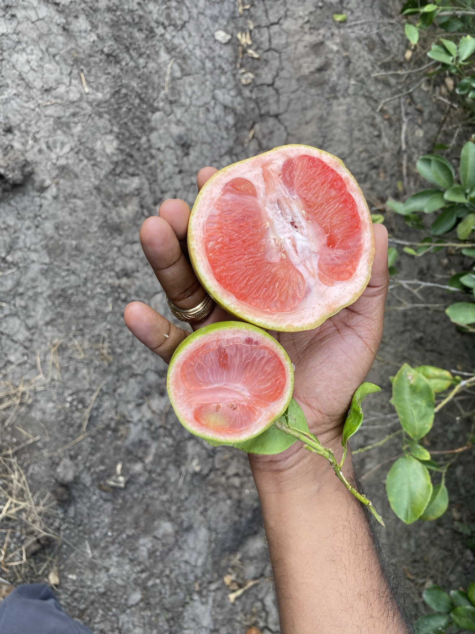 Healthy and HLB affected grapefruit comparison
