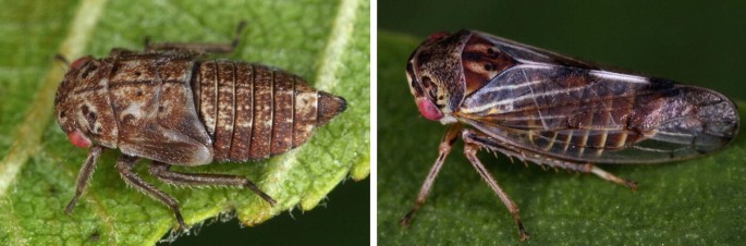 Oncopsis alni nymph and adult