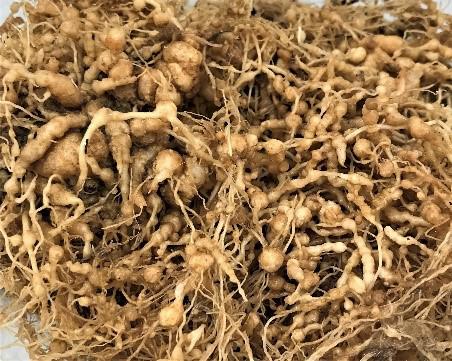 Root-knot nematode symptoms on Rutgers tomato roots