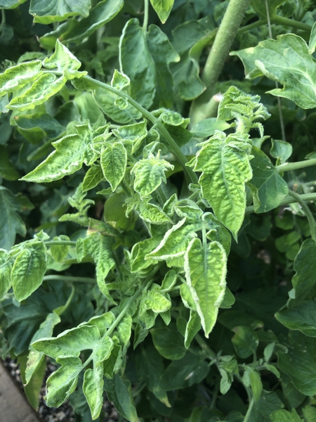 Symptomatic tomato plant infected with TYLCV showing leaf curl