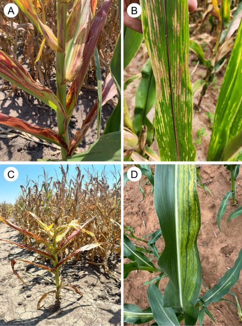 Symptoms of corn stunt disease