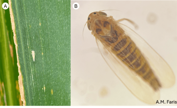 Corn leafhopper on a corn leaf and magnified view