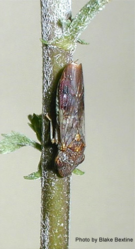 The glassy-winged sharpshooter leafhopper vector of Xylella fastidiosa