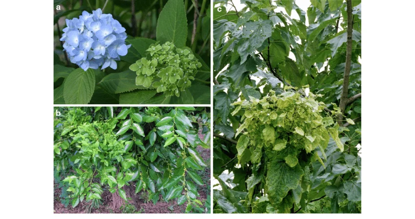 Unique symptoms caused by phytoplasma infection