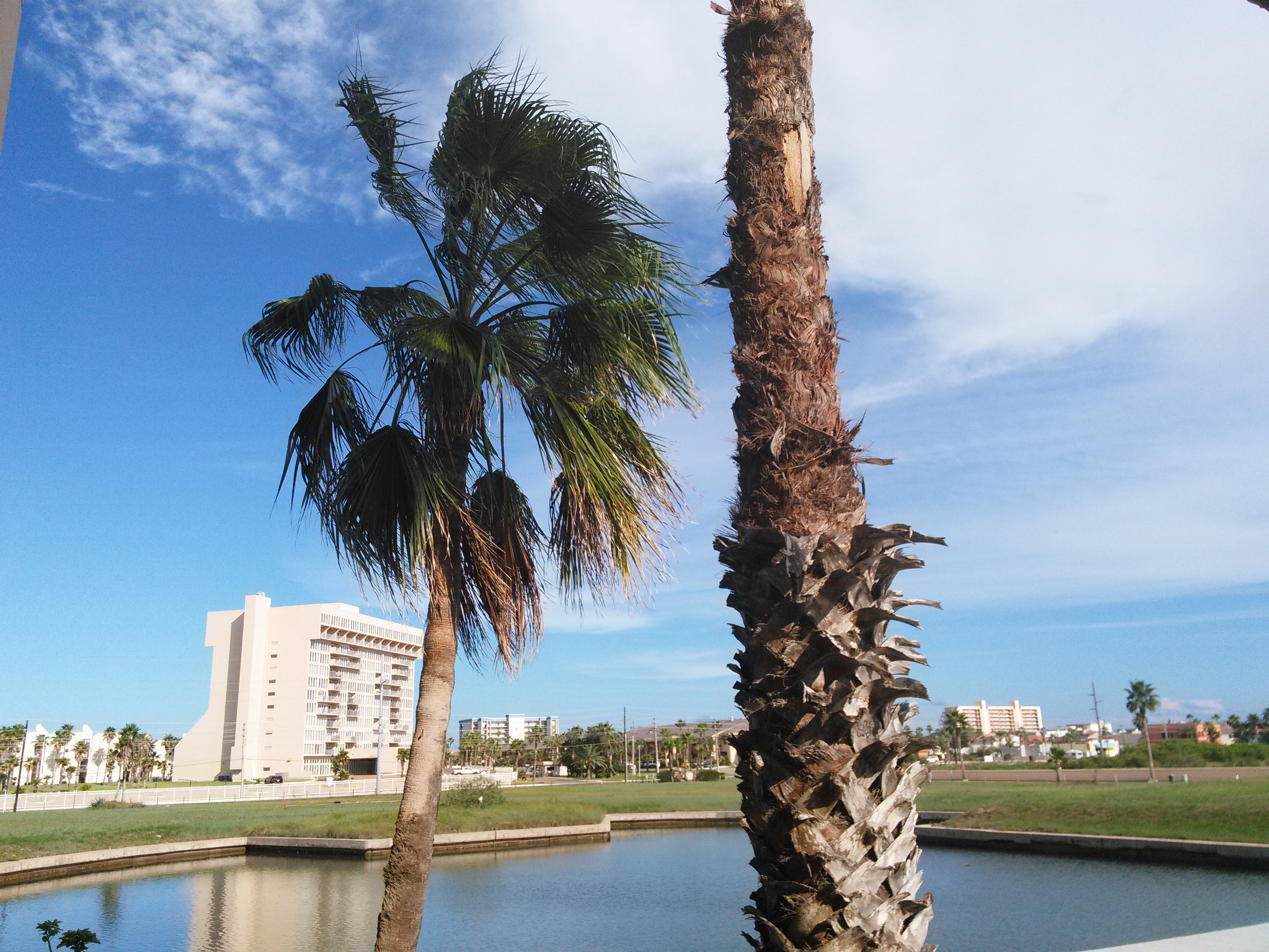 South Padre Island skyline with palms